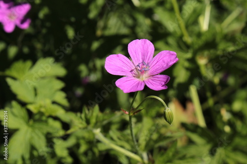  Marsh Cranesbill  flower  or Sumpf-Storchschnabel  Marsh Crane   s Bill  in St. Gallen  Switzerland. Its Latin name is Geranium Palustre  native to Europe and Caucasus.