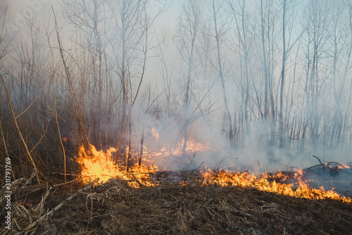 Forest fire ashes