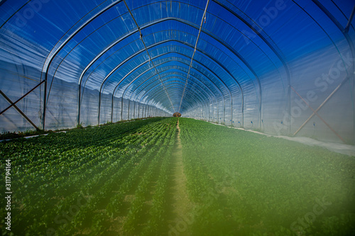 green house with blue sky growing vegetable