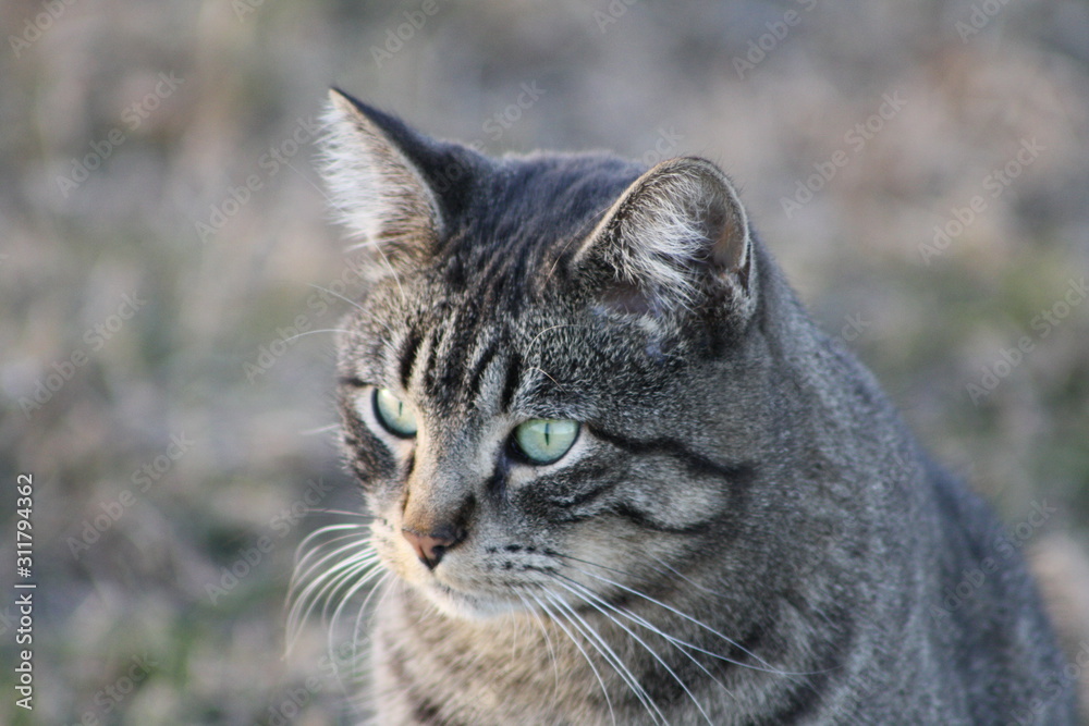 Black Tiger Cat 2 Black Tiger Cat 2