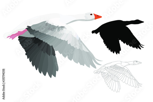 Flying Gooses. Vector image. White background. 