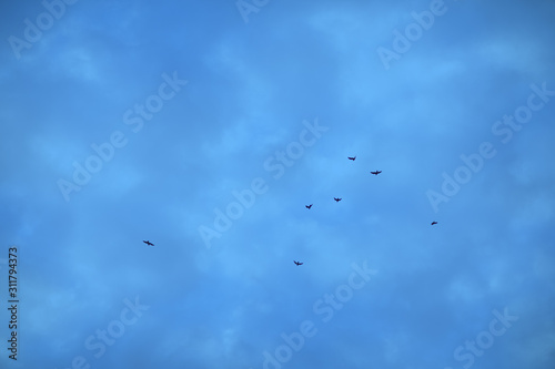 flying birds on a background of blue sky, classic blue, trend background.