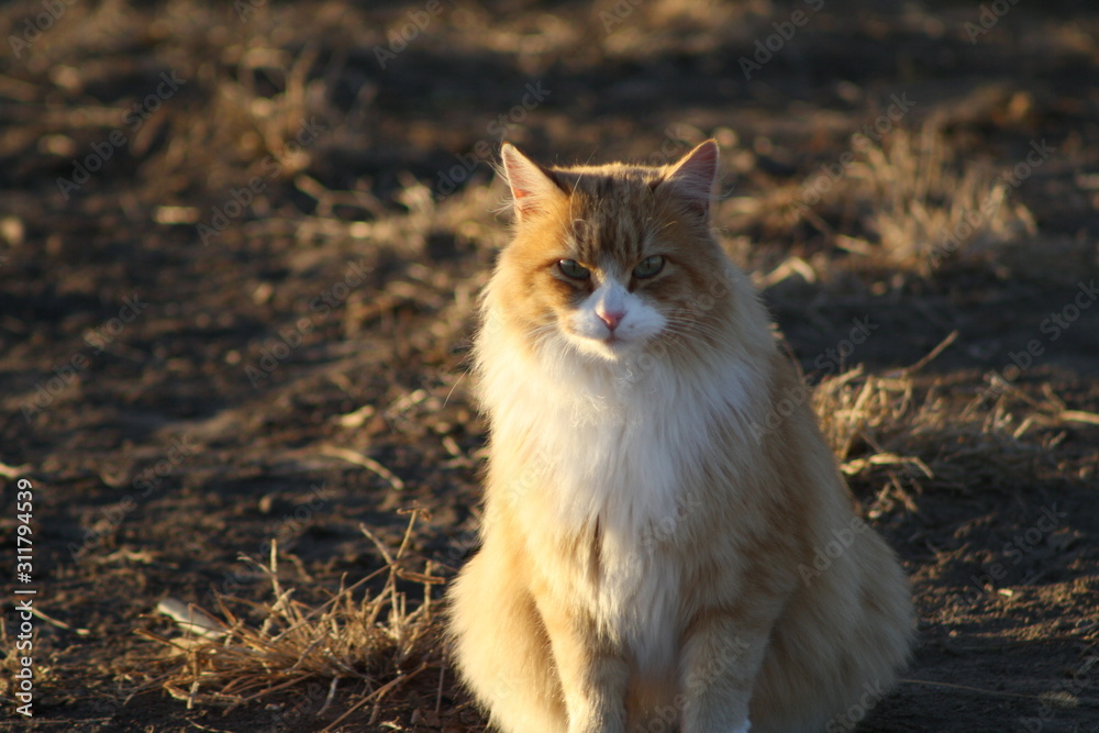 Obraz premium Yellow Cat