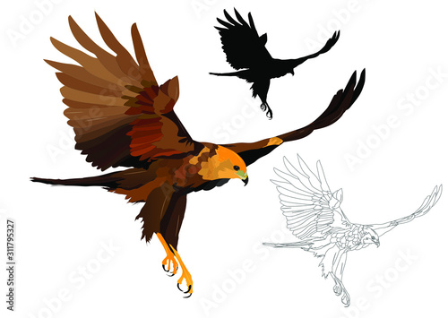 Flying bird. Bird of prey. Vector image. white background.