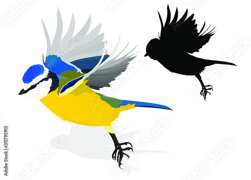 Cute bird is flying. Vector image. Bird: Eurasian Blue Tit. White background.