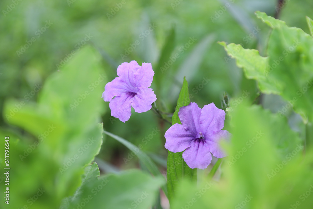 Mexican petunia with green leaves in the garden