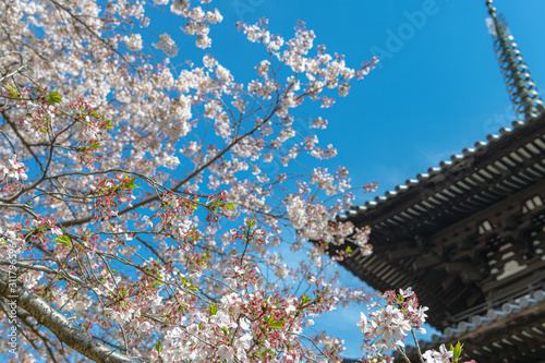 奈良 興福寺の春景色 三重塔