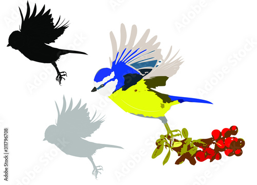 Cute bird is flying. Vector image. Bird: Eurasian Blue Tit. White background.
