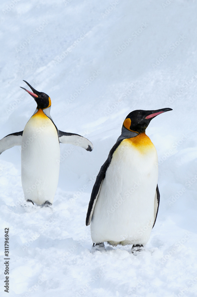 Fototapeta premium キングペンギン