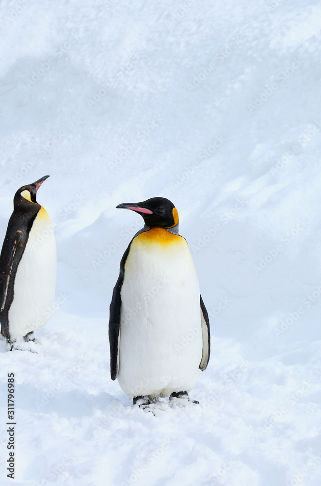 Fototapeta premium キングペンギン