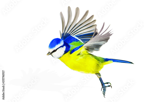 Cute bird is flying. Vector image. Bird: Eurasian Blue Tit. White background.