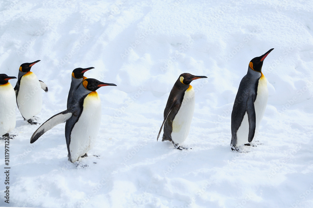 Obraz premium キングペンギン