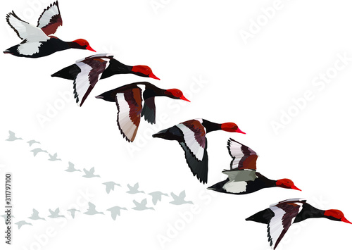 Flying duck. Realistic Vector image. White background. Common Duck: Red crested Pochard. Netta rufina.