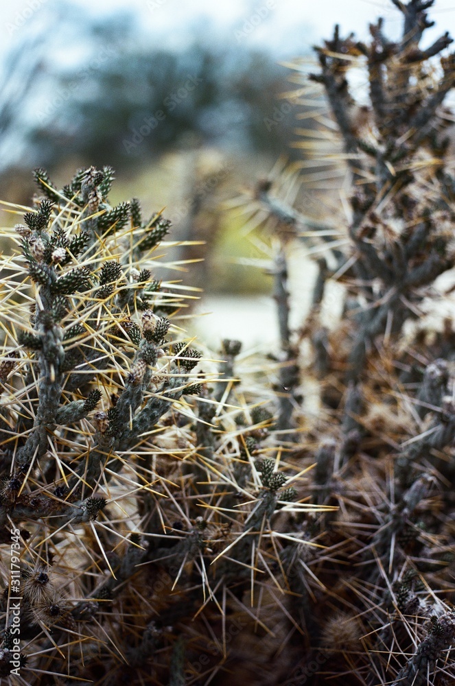 closeup of cactus closeup of cactus