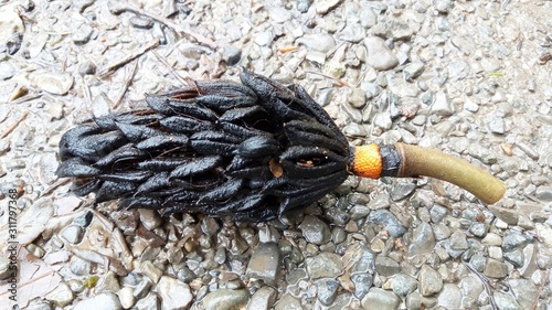 Particolare Strobilo nero caduto dall'albero sulla strada photo