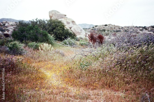 colorful wildflowers in the desert photo