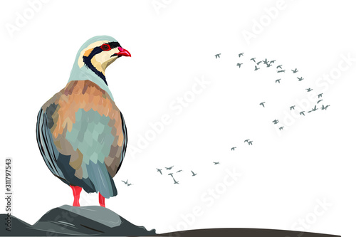 Cute Partridge. Bird: Chukar Partridge. Alectoris chukar. Realistic vector image. White background. photo