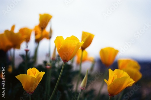 california poppies on film