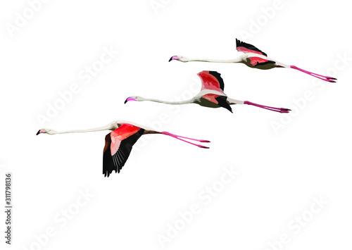 Flying flamingos. Vector image. White background.