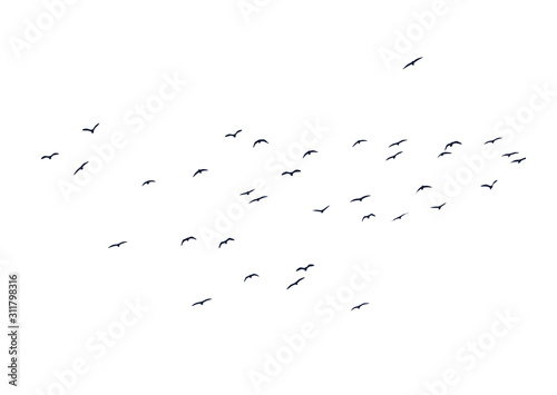Flying birds. Vector birds. White background.