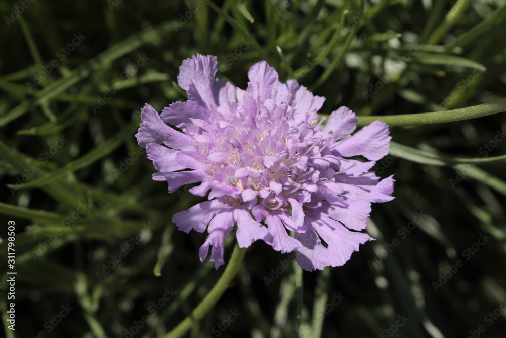 Lilac Lilac