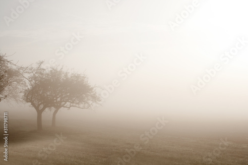 Baum im Nebel. Trauer und Einsamkeit symbol photo