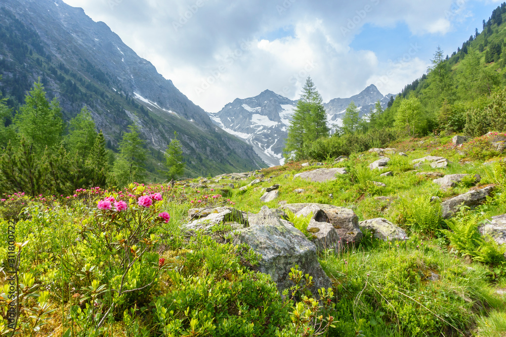 Naturlandschaft mit Alpenrosen im Zillertal in Tirol