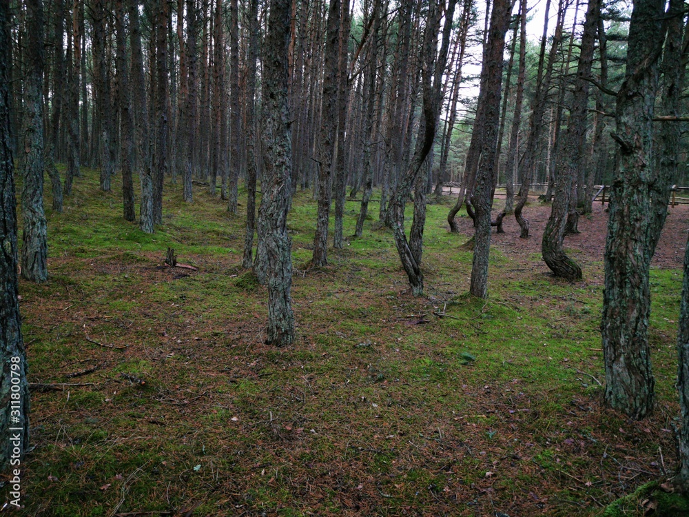 Fototapeta premium Twisted trunks of the trees, the Dancing forest of Curonian spit. Autumn garden. Forest sunlight.