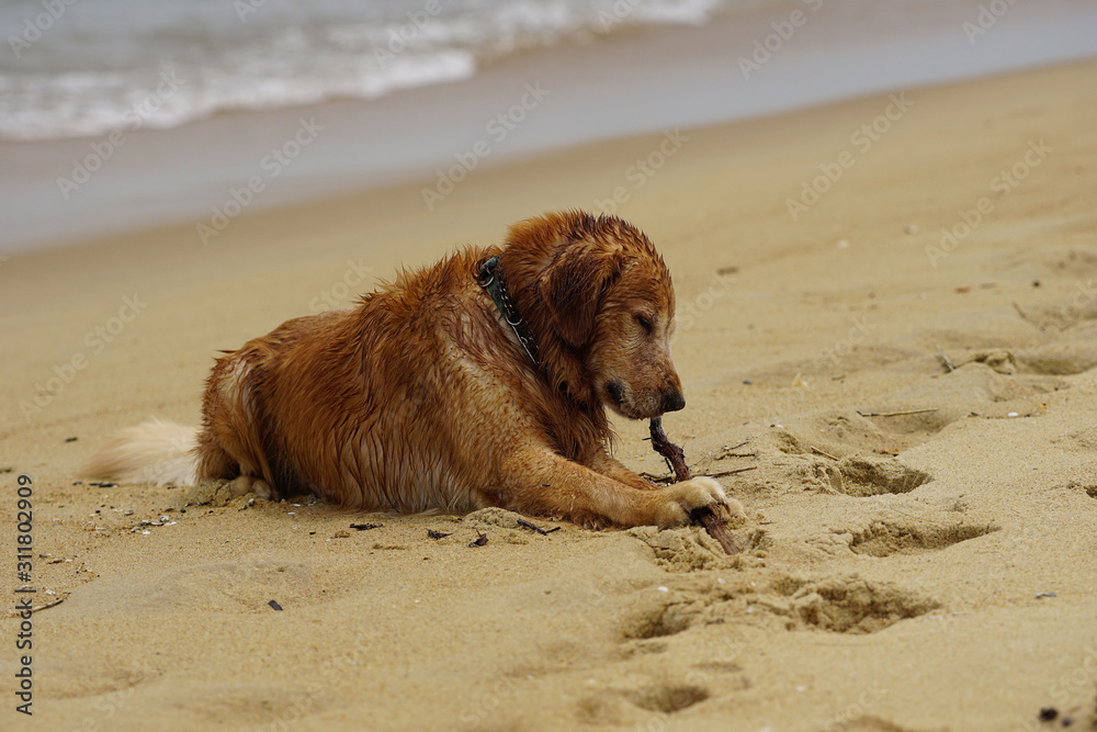 Golden Retriever Playing at the Beach at the Golden Hour. Golden Retriever Playing at the Beach at the Golden Hour.