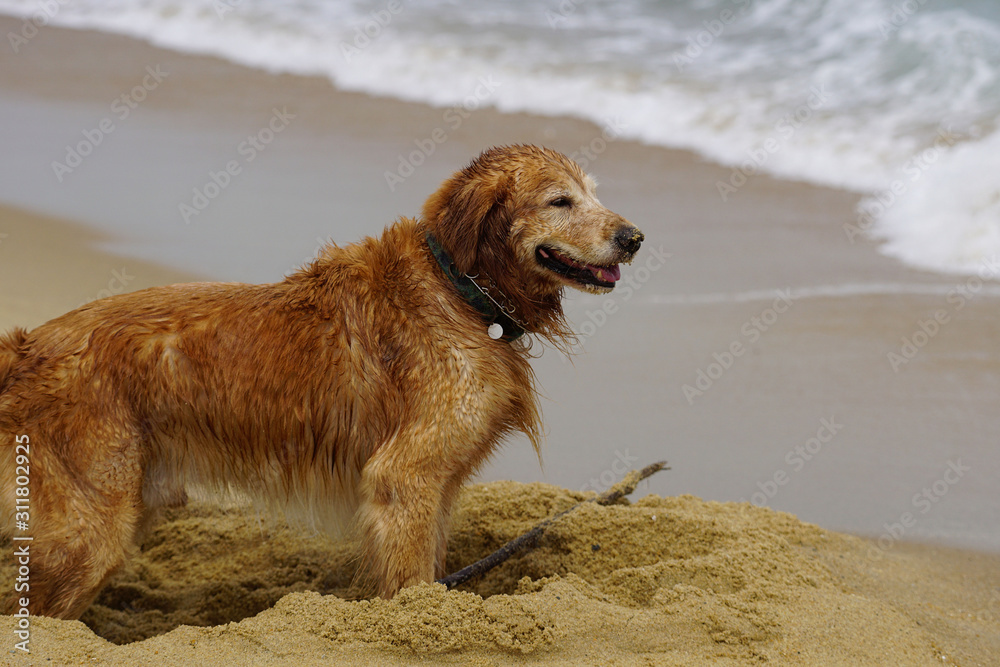 Golden Retriever Playing at the Beach at the Golden Hour. Golden Retriever Playing at the Beach at the Golden Hour.
