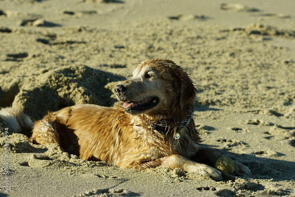 Golden Retriever Playing at the Beach at the Golden Hour. Golden Retriever Playing at the Beach at the Golden Hour.