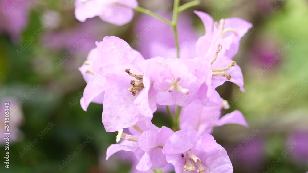満開のブーゲンビリアの花 満開のブーゲンビリアの花