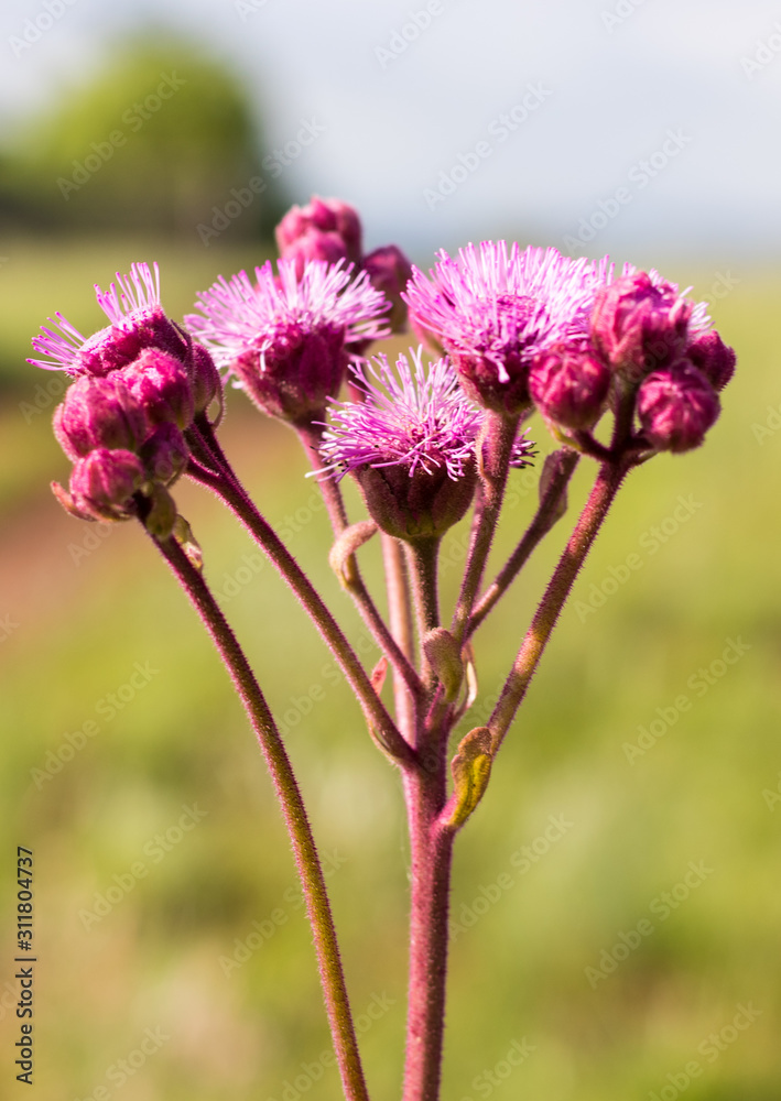 Fototapeta premium pink flower in field