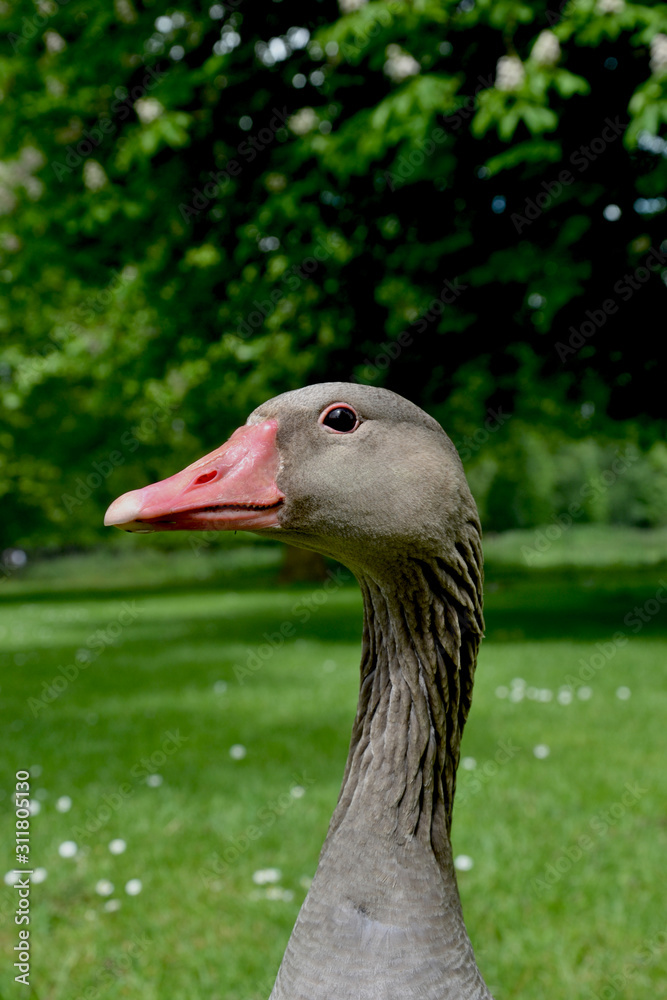 Head of a Greylag Goose (Anser anser) in a park Head of a Greylag Goose (Anser anser) in a park
