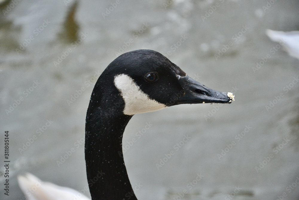 Head of a Canada Goose (Branta canadensis) with oats on its beak Head of a Canada Goose (Branta canadensis) with oats on its beak