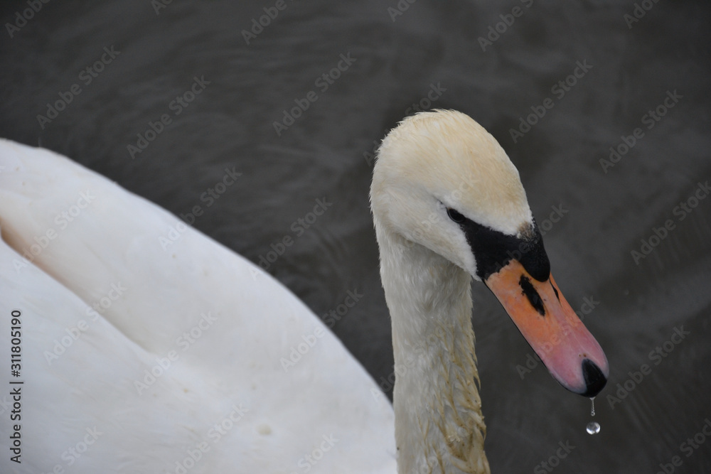 Obraz premium A white Mute Swan (Cygnus olor) dribbling