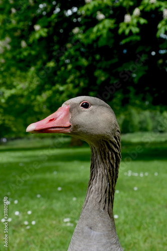 Head of a Greylag Goose  Anser anser  in a park