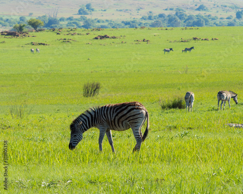 wild zebras in a field