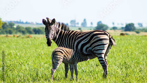 baby Zebra feeding