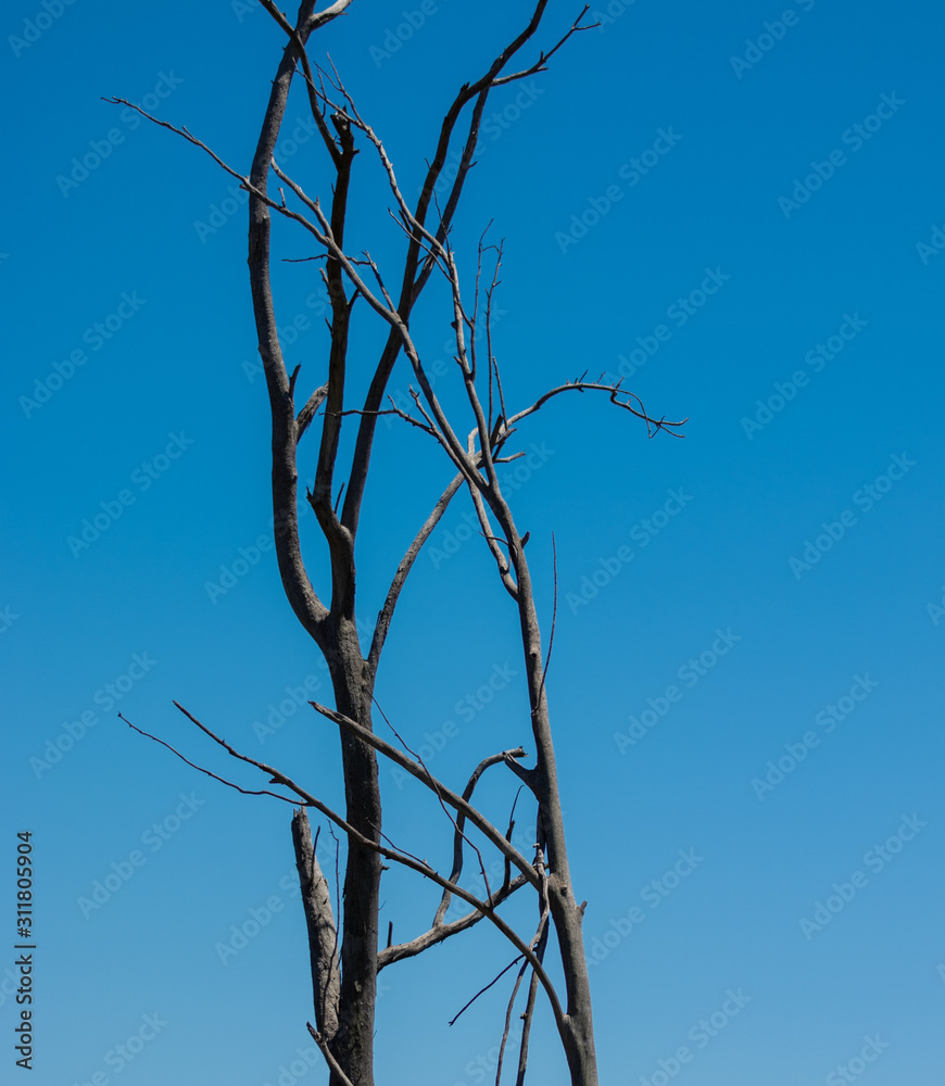 tree on blue sky tree on blue sky