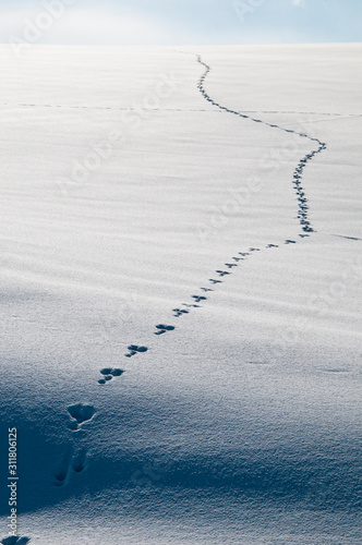 雪原の野生動物の足跡