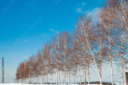 冬のシラカバ並木と青空 美瑛町