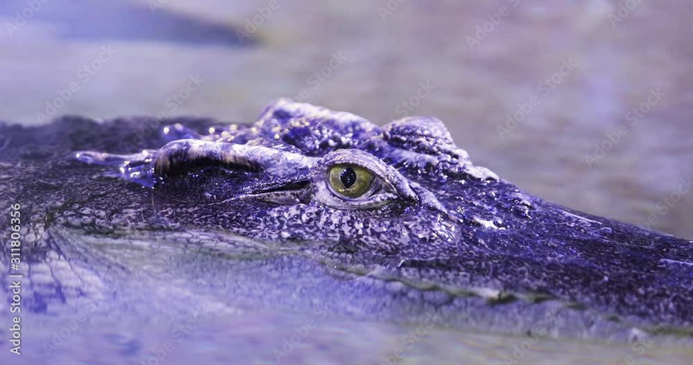 Siamese crocodile Crocodylus siamensis close-up. Small ripples in the water. Siamese crocodile Crocodylus siamensis close-up. Small ripples in the water.