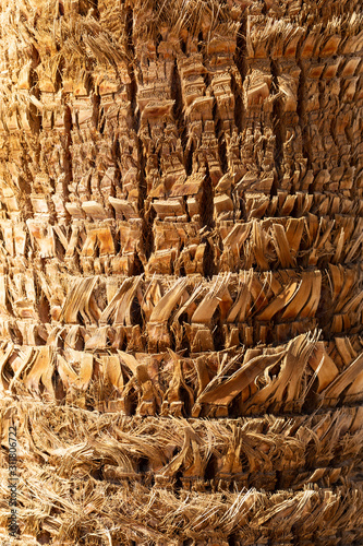 The texture of the bark of a palm plant. The stem of the tree Phoenix.