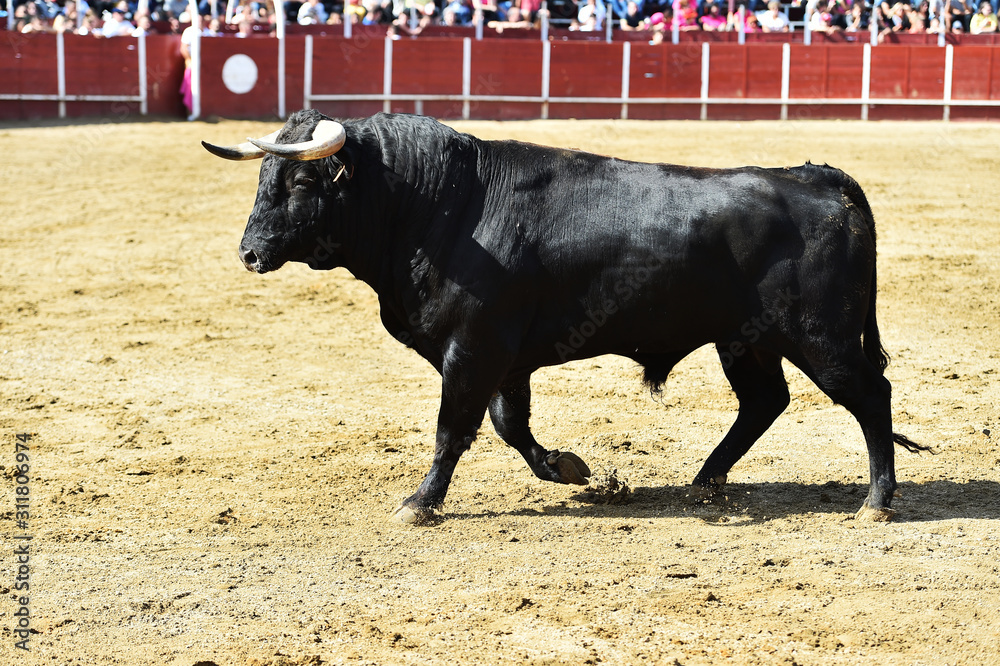 toro españon con grandes cuernos en una plaza de toros toro españon con grandes cuernos en una plaza de toros