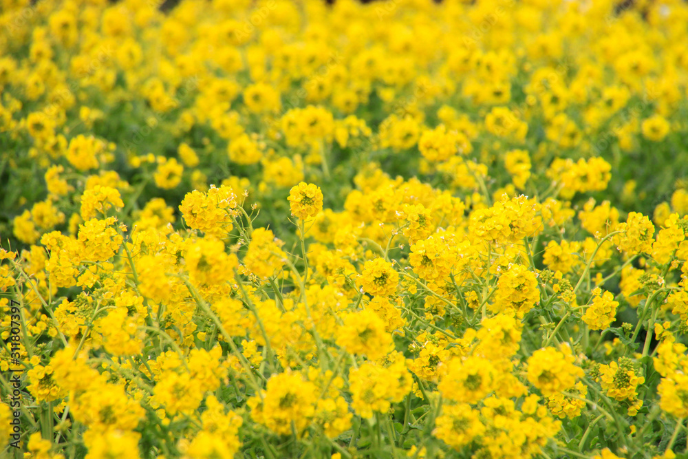 菜の花