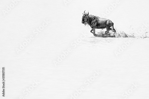 Fototapeta Naklejka Na Ścianę i Meble -  Wildebeest running through the water, B&W