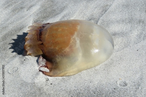 Jellyfish on sand background in Atlantic coast of North Florida, closeup 