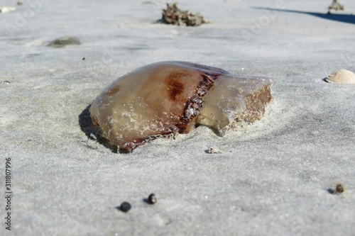 Jellyfish on sand background in Atlantic coast of North Florida