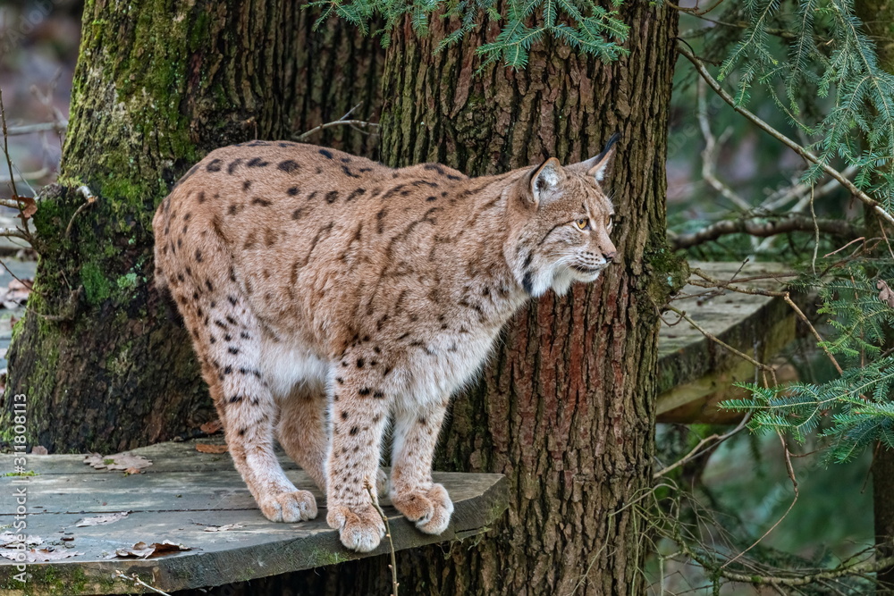 Obraz premium Lynx sitting on a fallen tree trunk